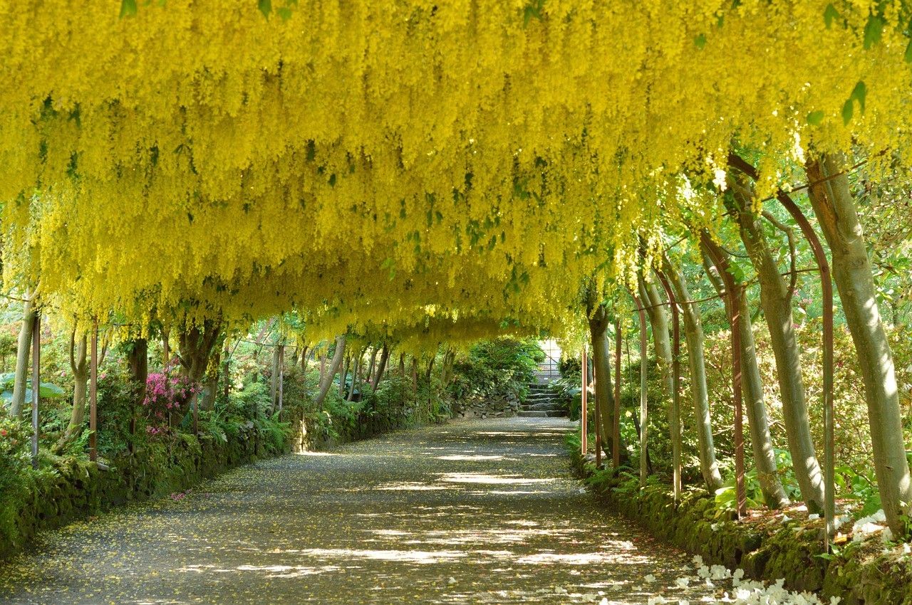 laburnum1