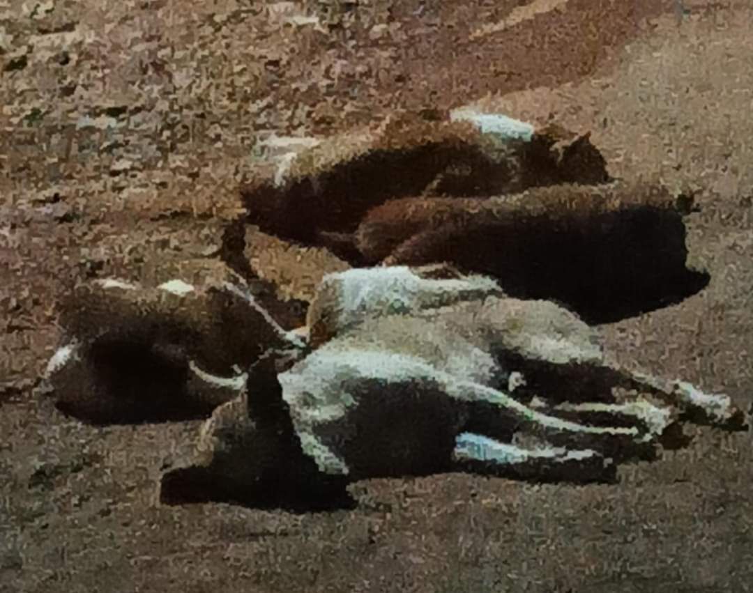 f3c338eb-4c32-4bfa-9cda-dbd4f46092f4