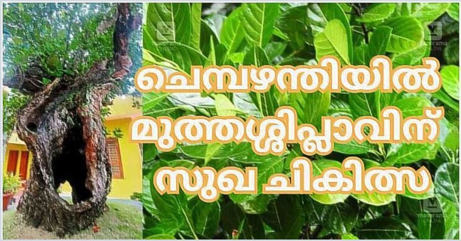 ചെമ്പഴന്തിയിലെ മുത്തശ്ശി പ്ലാവിന്റെ് സുഖ ചികിത്സ; അതിസമ്പന്നമായ കാര്‍ഷിക സംസ്‌കാരത്തിന്റെ ബാക്കിപത്രം : ഡോ. നിശാന്ത് തോപ്പില്‍