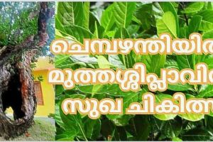 ചെമ്പഴന്തിയിലെ മുത്തശ്ശി പ്ലാവിന്റെ് സുഖ ചികിത്സ; അതിസമ്പന്നമായ കാര്‍ഷിക സംസ്‌കാരത്തിന്റെ ബാക്കിപത്രം : ഡോ. നിശാന്ത് തോപ്പില്‍