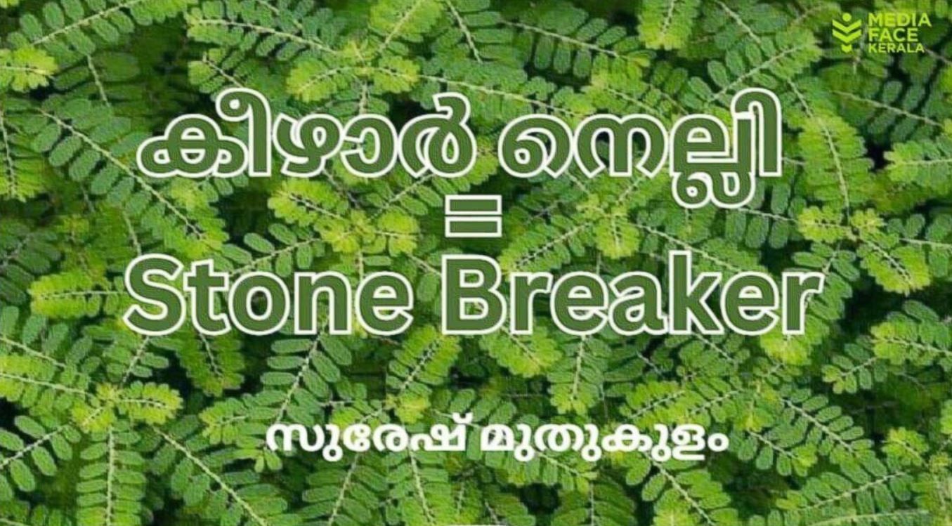 കീഴാർ നെല്ലി = Stone Breaker : സുരേഷ് മുതുകുളം