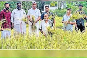 77–ാം വയസ്സിൽ നൂറുമേനി ‌വിളയിച്ച് മാമുക്കോയ‌