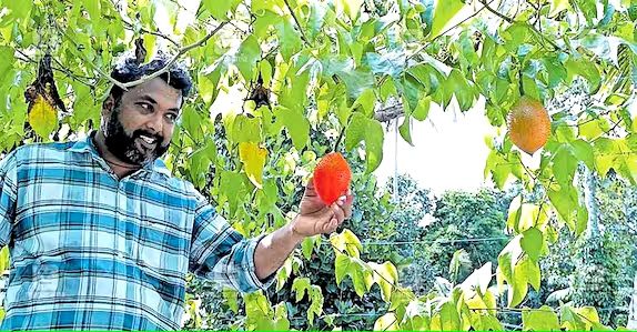 ഓൺലൈനായി 6 വിത്തുകൾ വാങ്ങി മുളപ്പിച്ചു; സ്വർഗത്തിലെ പഴം ഇതാ ഏറ്റുമാനൂരിൽ