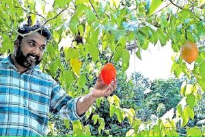 ഓൺലൈനായി 6 വിത്തുകൾ വാങ്ങി മുളപ്പിച്ചു; സ്വർഗത്തിലെ പഴം ഇതാ ഏറ്റുമാനൂരിൽ