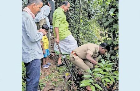 കച്ചേരിക്കടവ് മുതൽ പാലത്തുംകടവ് വരെ സോളർ വേലി നിർമാണം തുടങ്ങി