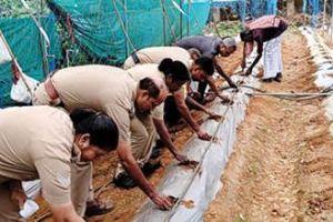 പോലീസ്‌സ്റ്റേഷൻ വളപ്പിലെ കൃഷിപാഠശാലയിൽ രണ്ടാംഘട്ടം വിത്തിറക്കി