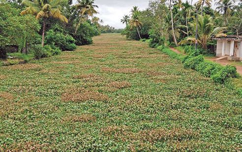 കുറുമ്പിക്കായലിൽ പായൽ നിറഞ്ഞു;മറുകരയെത്താനാകാതെ യാത്രക്കാർ