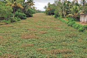 കുറുമ്പിക്കായലിൽ പായൽ നിറഞ്ഞു;മറുകരയെത്താനാകാതെ യാത്രക്കാർ