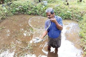 ഇത് ഗോത്രവർഗ കർഷകന്റെ സമ്മിശ്രകൃഷിലോകം…