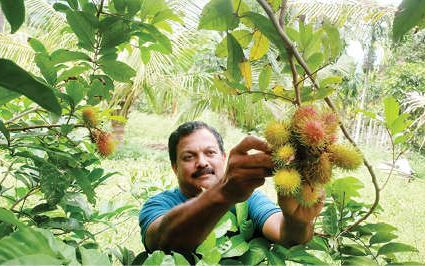 അഞ്ചുനാടൻ മലനിരകളിലും റമ്പൂട്ടാൻ വിളയും