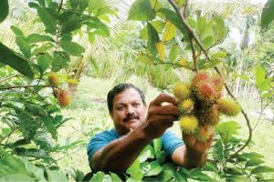 അഞ്ചുനാടൻ മലനിരകളിലും റമ്പൂട്ടാൻ വിളയും