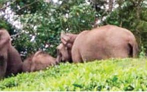 കന്നിമലയിൽ കാട്ടാനക്കൂട്ടം ഭീതിപരത്തി