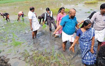 ലാവടി പാടം ഇനി തരിശുകിടക്കില്ല; നാലേക്കറിൽ കൃഷി തുടങ്ങി