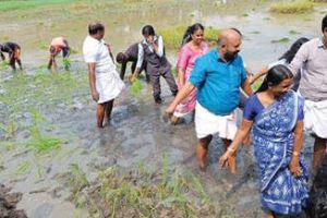 ലാവടി പാടം ഇനി തരിശുകിടക്കില്ല; നാലേക്കറിൽ കൃഷി തുടങ്ങി