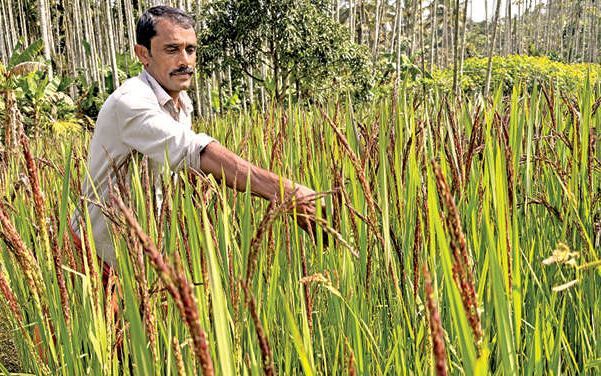 അടുപ്പും തീയും വേണ്ടാ ഇനി വേവിക്കാതെ ചോറുകഴിക്കാം