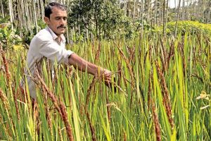 അടുപ്പും തീയും വേണ്ടാ ഇനി വേവിക്കാതെ ചോറുകഴിക്കാം