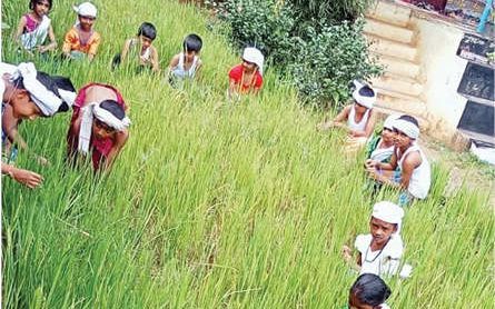 കുട്ടിക്കർഷകരൊരുക്കി ഒന്നാന്തരമൊരു വയൽ