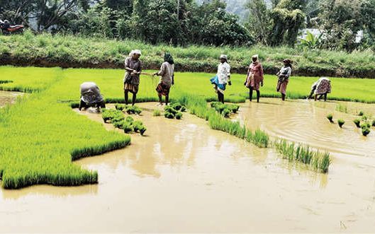 രണ്ടാംവിള നടീൽ തുടങ്ങി; പ്രിയം മൂപ്പുകുറഞ്ഞ ഇനങ്ങൾ