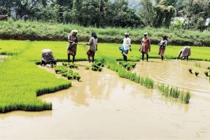 രണ്ടാംവിള നടീൽ തുടങ്ങി; പ്രിയം മൂപ്പുകുറഞ്ഞ ഇനങ്ങൾ