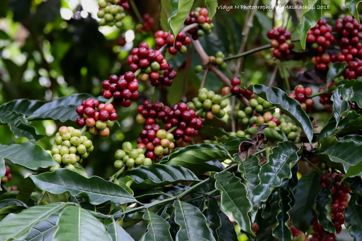 coffee-plantation