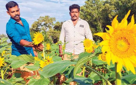 സൂര്യകാന്തിപ്രഭയിൽഊരൻവിള കർഷകക്കൂട്ടായ്മ