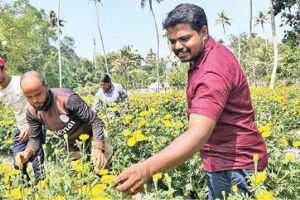 പുഷ്‌പോത്സവമൊരുക്കി കാർഷികക്കൂട്ടായ്മ