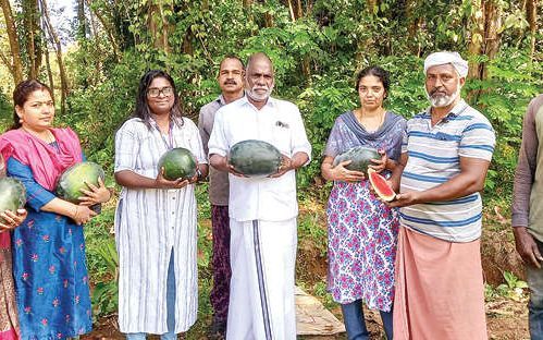 തണ്ണിമത്തൻ കൃഷിയിൽ നൂറ് മേനി