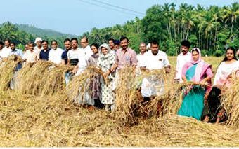 പാടം കാർഷികക്കൂട്ടായ്മയുടെ കൊയ്ത്തുത്സവം നാടിന്റെ ആഘോഷമായി