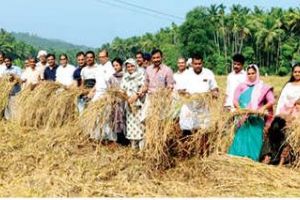 പാടം കാർഷികക്കൂട്ടായ്മയുടെ കൊയ്ത്തുത്സവം നാടിന്റെ ആഘോഷമായി