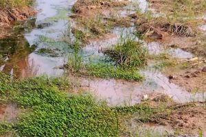 നാലിടത്ത് പൈപ്പ് പൊട്ടി  :ജഗന്നാഥ ക്ഷേത്രംവയൽ  കുളമായി :ചാലക്കര പുരുഷു