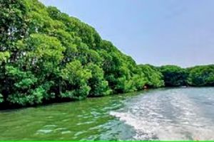 മാലാക്കായലിൽ ഇടതൂർന്ന കണ്ടൽക്കാടിനു വിള്ളൽ വീഴുന്നു