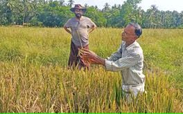വിളഞ്ഞതിലേറെയും വെൺകതിർ