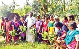 തരിശുഭൂമിയിലെ വാഴക്കൃഷിയിൽ നേട്ടമുണ്ടാക്കി തൊഴിലാളികൾ