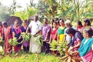 തരിശുഭൂമിയിലെ വാഴക്കൃഷിയിൽ നേട്ടമുണ്ടാക്കി തൊഴിലാളികൾ