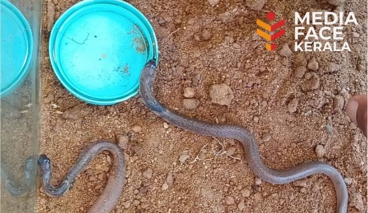 തള്ളയുടെ ചൂടേൽക്കാതെ മൂർഖൻ കൂഞ്ഞുങ്ങൾ മിഴി തുറന്നു. : ചാലക്കര പുരുഷു