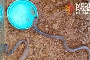 തള്ളയുടെ ചൂടേൽക്കാതെ മൂർഖൻ കൂഞ്ഞുങ്ങൾ മിഴി തുറന്നു. : ചാലക്കര പുരുഷു