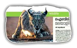 ഐബീരിയൻ ലിൻക്‌സിൻ്റെ ഫോട്ടോ: മലയാളിക്ക് അംഗീകാരം