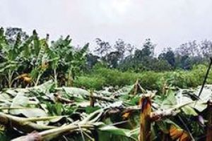 നീലഗിരിയിൽ ചുവപ്പുജാഗ്രത തുടരും ദേശീയപാതകളിൽ മണ്ണിടിച്ചിലും വിള്ളലും
