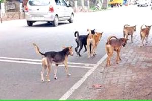 ഭീതിപരത്തി തെരുവുനായ്ക്കൂട്ടങ്ങൾ