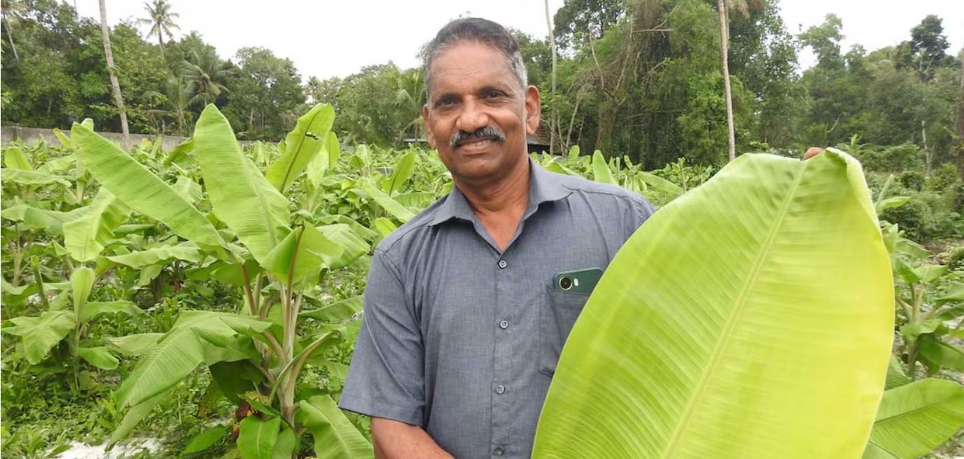ഇലയാണ് കാര്യം, കുലയല്ല: ഈ കർഷകൻ ഇതുവരെ വിറ്റത് ഒരു ലക്ഷം വാഴയില