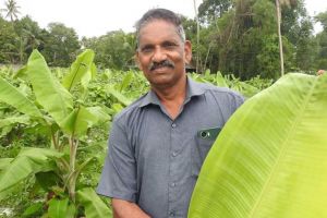 ഇലയാണ് കാര്യം, കുലയല്ല: ഈ കർഷകൻ ഇതുവരെ വിറ്റത് ഒരു ലക്ഷം വാഴയില