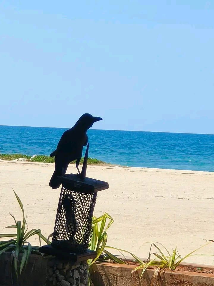 crow