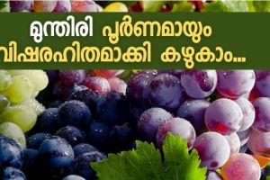മുന്തിരിയിലെ രാസപ്രയോഗം  പൂർണമായും നീക്കം  ചെയ്യാനുള്ള സൂത്രം!  നിസ്സാരം, ആർക്കും ചെയ്യാം