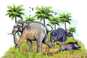 വന്യജീവി സംഘർഷം: ജില്ലയിൽ 28 ജനജാഗ്രതാ സമിതികൾ