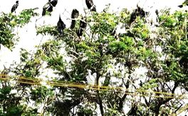 പാതയോരത്തെ കൂടുകൾ പാതിരക്കൊക്കിന്റെയും പെരിയമുണ്ടിയുടേതും