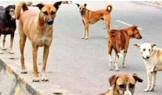 അഴിയൂർ പഞ്ചായത്തിൽ  തെരുവ് നായ്ക്കൾ തീരാശല്യം ;  വഴിനടക്കാൻ ജനങ്ങൾ ഭയപ്പെടുന്ന അവസ്ഥ