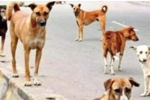 അഴിയൂർ പഞ്ചായത്തിൽ  തെരുവ് നായ്ക്കൾ തീരാശല്യം ;  വഴിനടക്കാൻ ജനങ്ങൾ ഭയപ്പെടുന്ന അവസ്ഥ