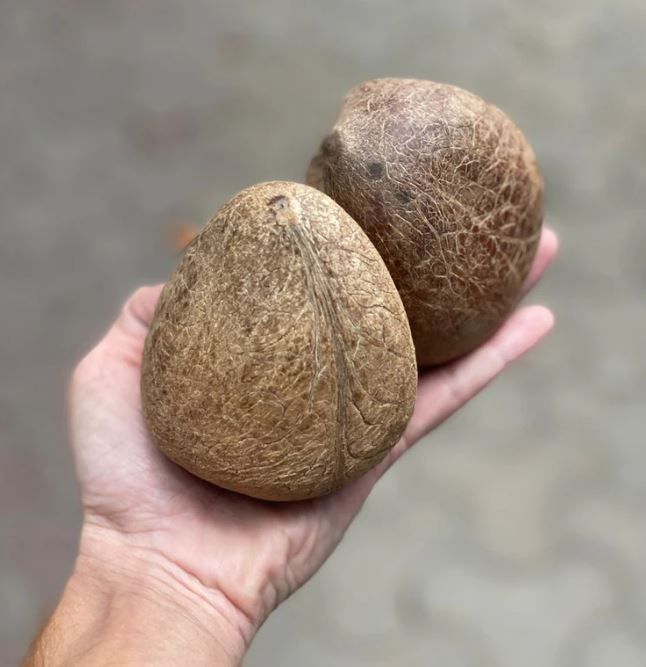 വിലക്കയറ്റവും ക്ഷാമവും: കൊപ്ര കിട്ടാനില്ല; കർഷകരിൽനിന്ന് നേരിട്ട് പച്ചത്തേങ്ങ സംഭരിക്കാൻ കേരഫെഡ്