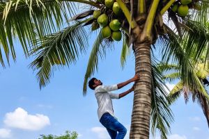 വെളിച്ചെണ്ണ തൊട്ടാൽ കൈ പൊള്ളും ;   തേങ്ങയുടെ വിലയും റെക്കോര്‍ഡിലേക്ക്