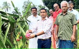 റബ്ബർ മാറ്റി ഡ്രാഗ്രൺ ഫ്രൂട്ട്; ലാഭംകണ്ട് കർഷകൻ